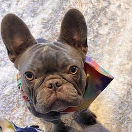 Millie - French Bulldog