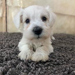 Hank - White male Miniature Schnauzer puppy in San Bernardino, California from Rose Lane Schnauzers