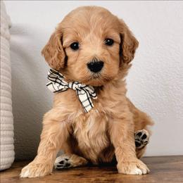 Patch - Apricot male Goldendoodle puppy in Temecula, California from Oodles O'Doodles
