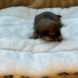 Hope - Black and tan female Shih Tzu puppy in Reading, Michigan from You Little Shih-tzu’s 😊