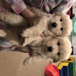 Golden Retriever Puppies from OPK GOLDENS