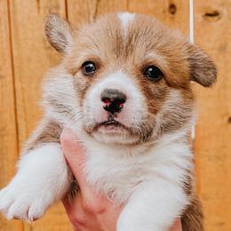 Girl 1 - Pembroke Welsh Corgi puppy in Idaho from Blue Sky Corgis