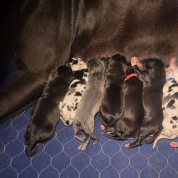 Mandy - Black female Great Dane puppy in Granby, Missouri from HCR Great Danes