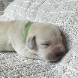 Green - Yellow female Labrador Retriever puppy in Houston, Texas from Alpha English Labs