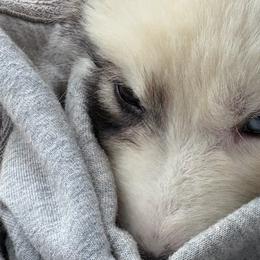 Siberian Huskies from Leanna Bartrum