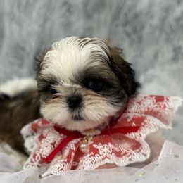 Shih Tzu Puppies from Bay Area Shih Tzu