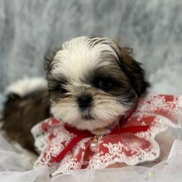 Shih Tzu Puppies from Bay Area Shih Tzu