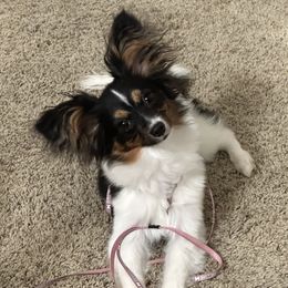FiFi - Papillon