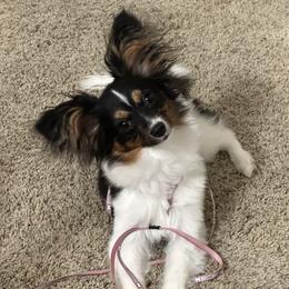 FiFi - Papillon