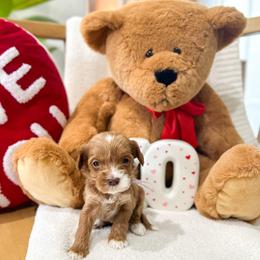 Sweetheart - Caramel red female Australian Labradoodle puppy in Palmdale, California from Doodles_Ko