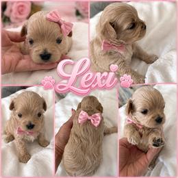 LEXI - Apricot female Maltipoo puppy in Orlando, Florida from Denise’s Puppies