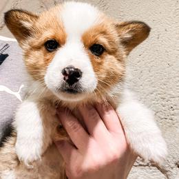 Pembroke Welsh Corgi Puppies from Shells’ Corgis