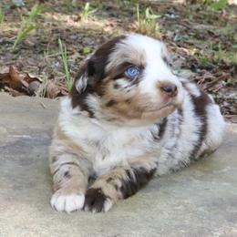 Blossom - Red merle female Australian Shepherd puppy in Macon, Georgia from Shaina’s Shepherds