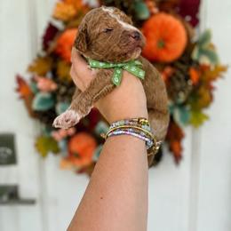 Buzz (Green) - Red  male Poodle puppy in Stuart Fl, Florida from Lincoln & Lady Co.