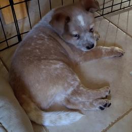 Australian Cattle Dog Puppies from FullMoon Cattle Dogs