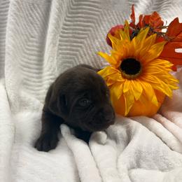 Blue collar - Chocolate male Labrador Retriever puppy in Stuart, Virginia from Russell Creek Labradors