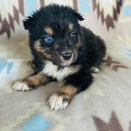 Boy 1 - Black tri-color male Australian Shepherd puppy in Oklahoma from DRB Dachshunds