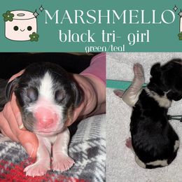 English Springer Spaniel Puppies from Stormin Pine and Prairie Springers