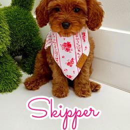 Skipper - Red female Cavapoo puppy in Buford, Georgia from Petite Posh Puppies
