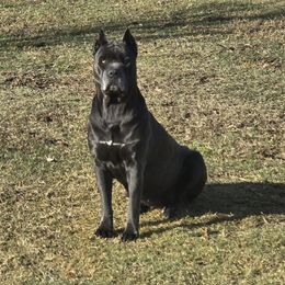 CALLE - Cane Corso