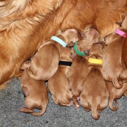 Golden Retriever Puppies from Ponderay Golden’s