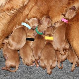 Golden Retriever Puppies from Ponderay Golden’s