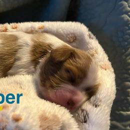 Jasper - Blenheim male Cavalier King Charles Spaniel puppy in Sandstone, Minnesota from Peaceful Garden Cavaliers