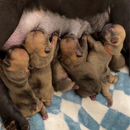 Boy 1 - Fawn male French Bulldog puppy in Galt, California from The three little frenchies