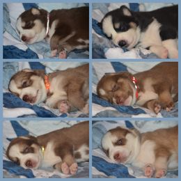 Siberian Husky Puppies from Spalla Pups