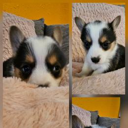 Daryl - Black and tan male Pembroke Welsh Corgi puppy in Frontenac, Kansas from Holloway Corgis