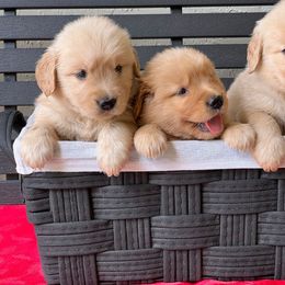 German Shepherd and Golden Retriever Puppies from Vom Bethel