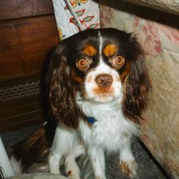Blaze - Cavalier King Charles Spaniel