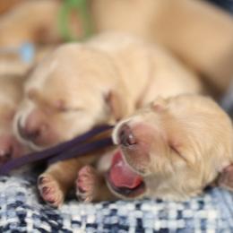 Georgiana - Golden female Golden Retriever puppy in Payette, Idaho from Stonewick Retrievers