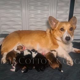 American Corgi and Pembroke Welsh Corgi Puppies from High Cotton Corgis