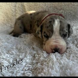 Freckles - Mantle merle male Great Dane puppy in Liberty, New York from Catskills Greatest Danes