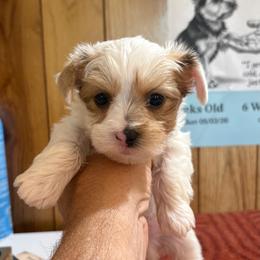 Toby - Parti male Yorkshire Terrier puppy in Bear Creek, North Carolina from Yorkie Time