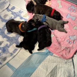 French Bulldog Puppies from Tip Top Bully House