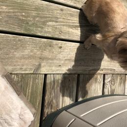 Hazel Mae - Shih Tzu