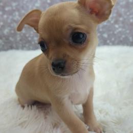 Cecelia - Fawn female Chihuahua puppy in Topeka, Kansas from Barbie's Baby Chihuahuas