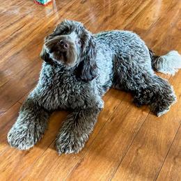 Coach - Australian Labradoodle