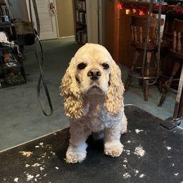 Winchester - Cocker Spaniel