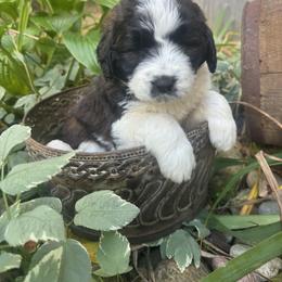Eclipse - Black and white male Saint Berdoodle puppy in Traverse City, Michigan from Bare Paws Saint Berdoodles