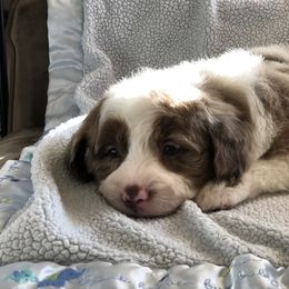 Aussiedoodle Puppies from Ohana Companions