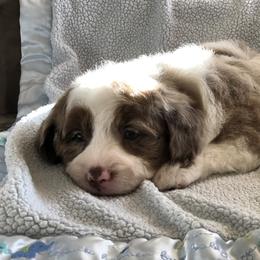 Aussiedoodle Puppies from Ohana Companions
