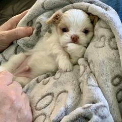 Mi-Ki Puppies from Orlando Mi-Kis