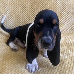 Basset Hound Puppies from Hudson's Hounds