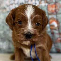 Gilbert - Red male Cavapoo puppy in Beckley, West Virginia from By Design Doodles