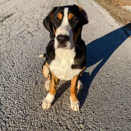 Arsyn - Black, white and red female Greater Swiss Mountain Dog puppy in Marshfield, Missouri from Suma Kennels