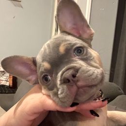 Bam - Blue fawn male French Bulldog puppy in Redmond, Oregon from Ballen Bulldogs