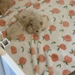 Maltese and Maltipoo Puppies from Julie Tremblay